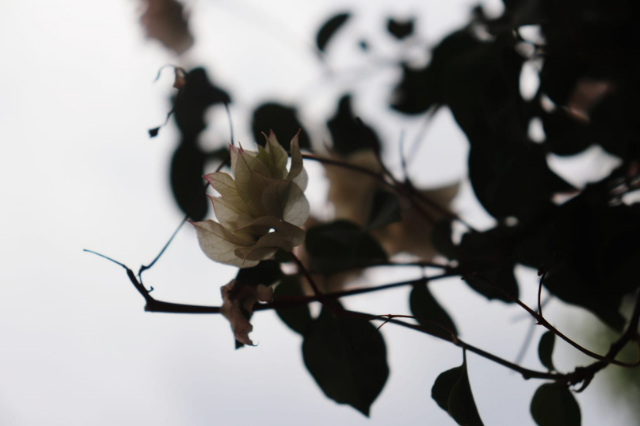 Brain Strain ( Middle School ) Inter-House Photography Contest